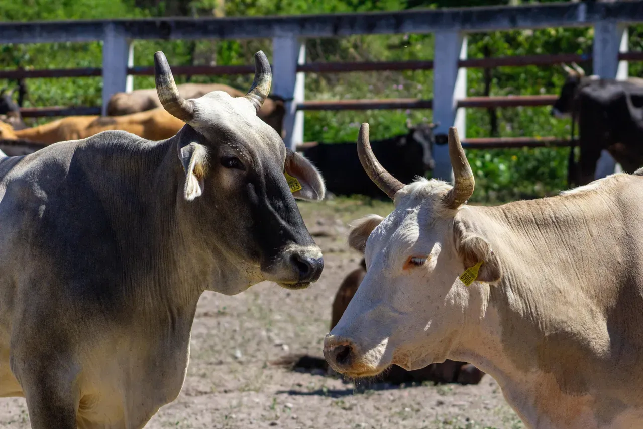 Apoyos a la Producción Agrícola y Pecuaria